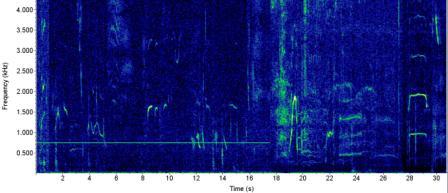 beluga whale spectrogram